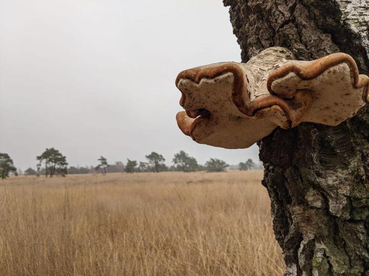 Sfeervol Chaletje In Een Rustige Bosrijke Omgeving Diessen Exteriör bild